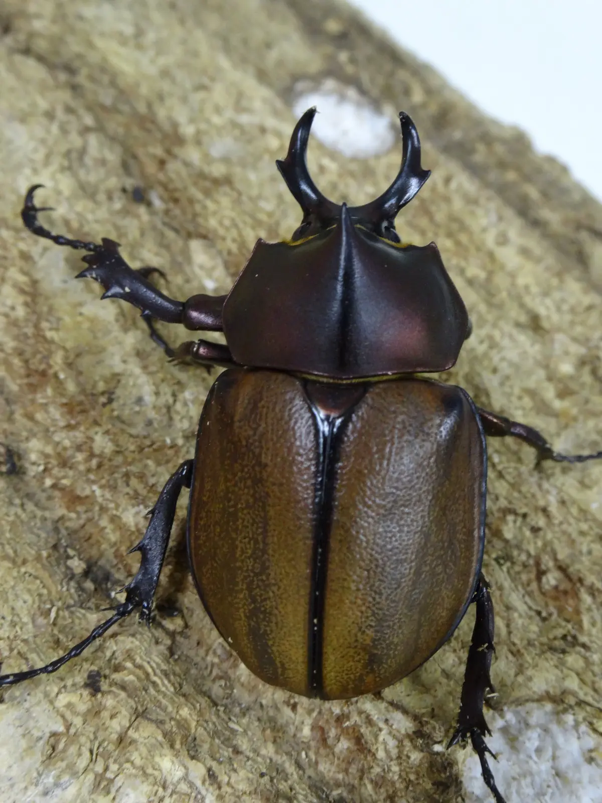 マルガリータヒナカブト　１〜２齢幼虫