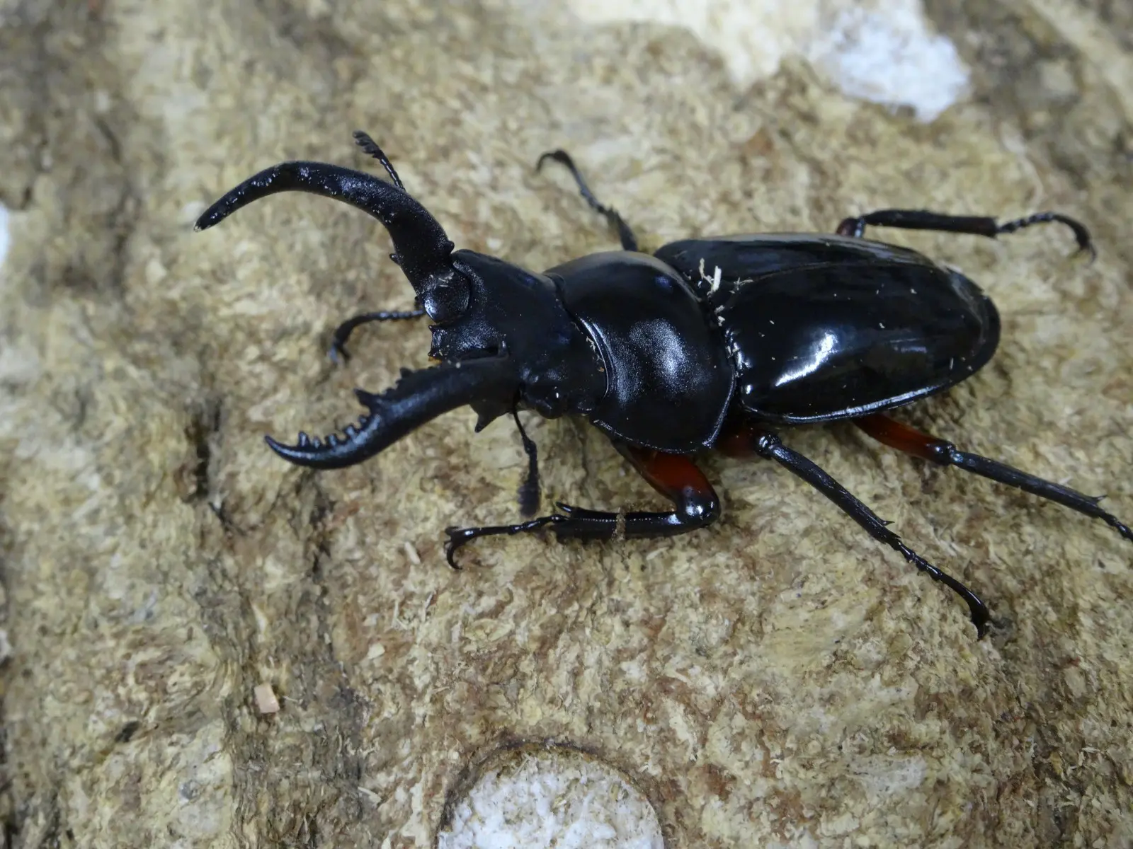 チュウゴククロツヤシカ ５０台ペア - クワガタ横丁