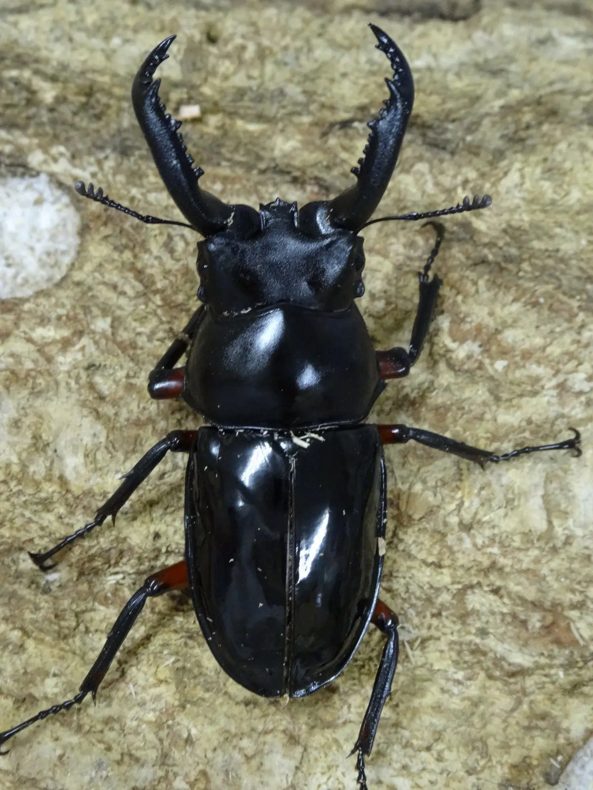 チュウゴククロツヤシカ ５０台ペア - クワガタ横丁