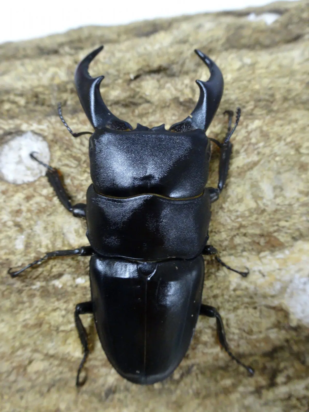 サキシマヒラタ 　与那国島　６５ミリ前後ペア