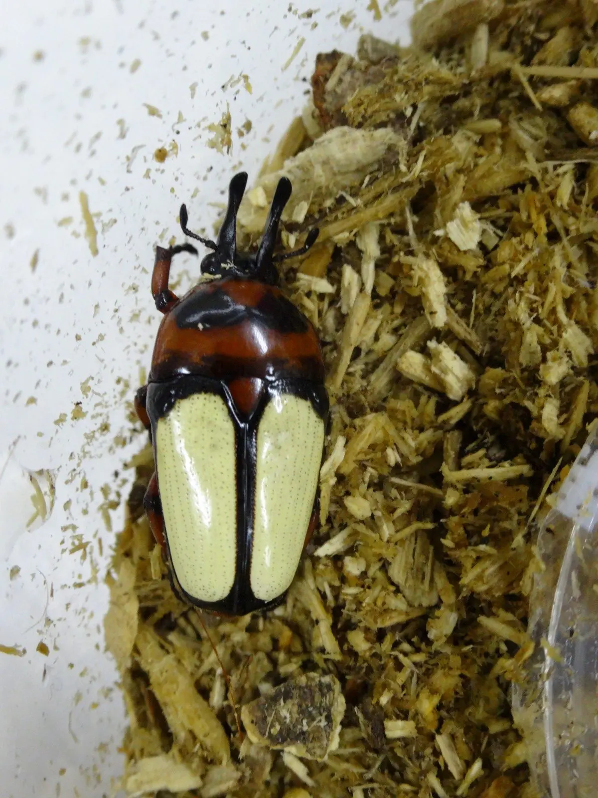 D. bicornis decorus 04ペア おとなしく キモンツノホソカナブン デコルス標本 ジャワ島