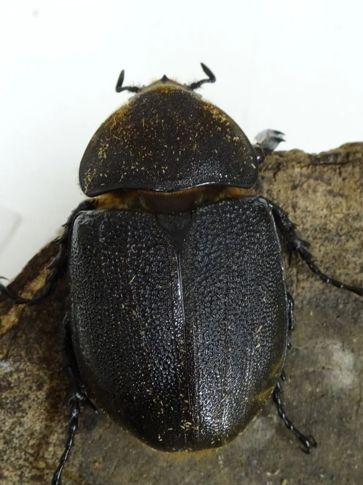 ヘラクレス・オキシデンタリス ♀単品 - クワガタ横丁