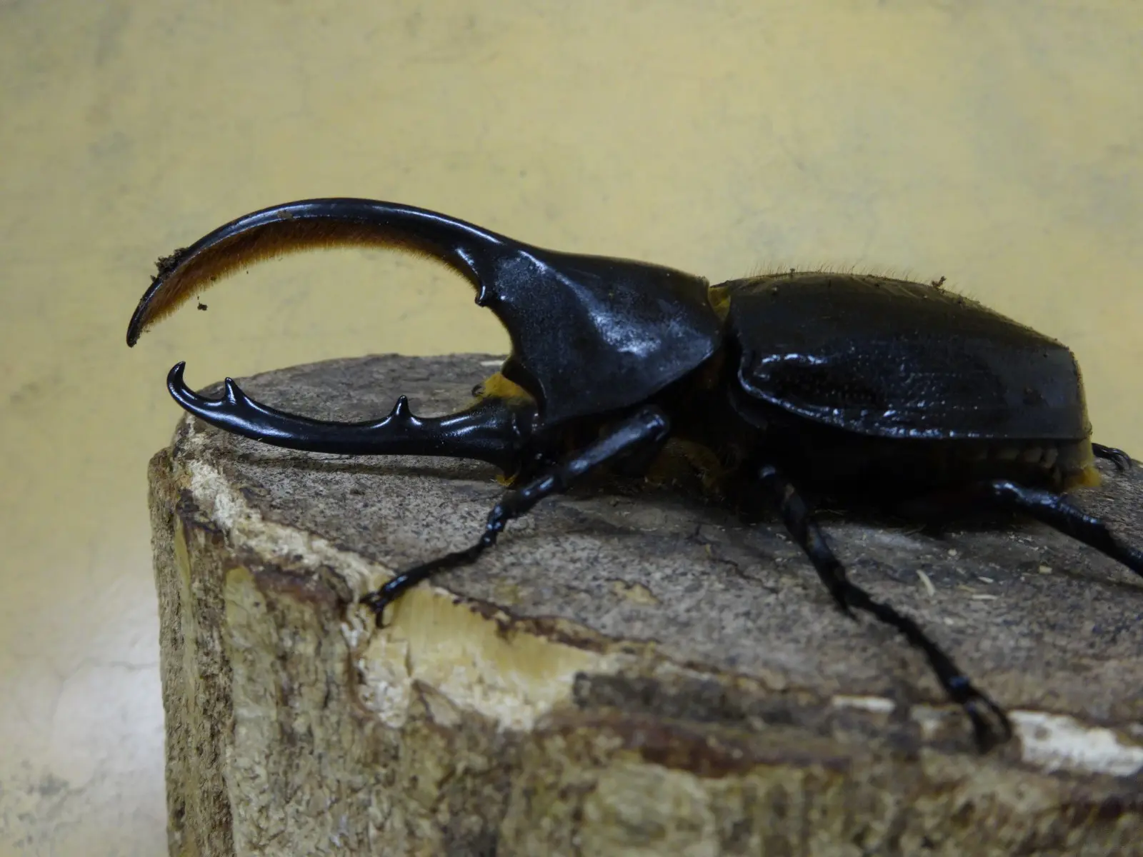 ヘラクレス・オキシデンタリス ♀単品 - 虫類