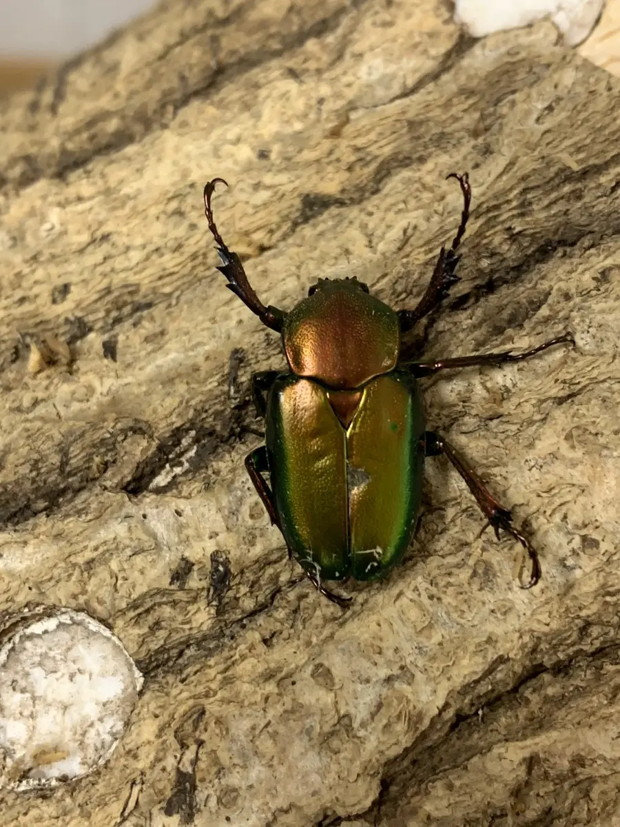 ロドリゲスカブトハナムグリ ペア - クワガタ横丁