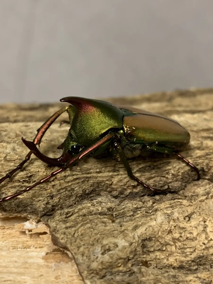 ロドリゲスカブトハナムグリ ペア - クワガタ横丁