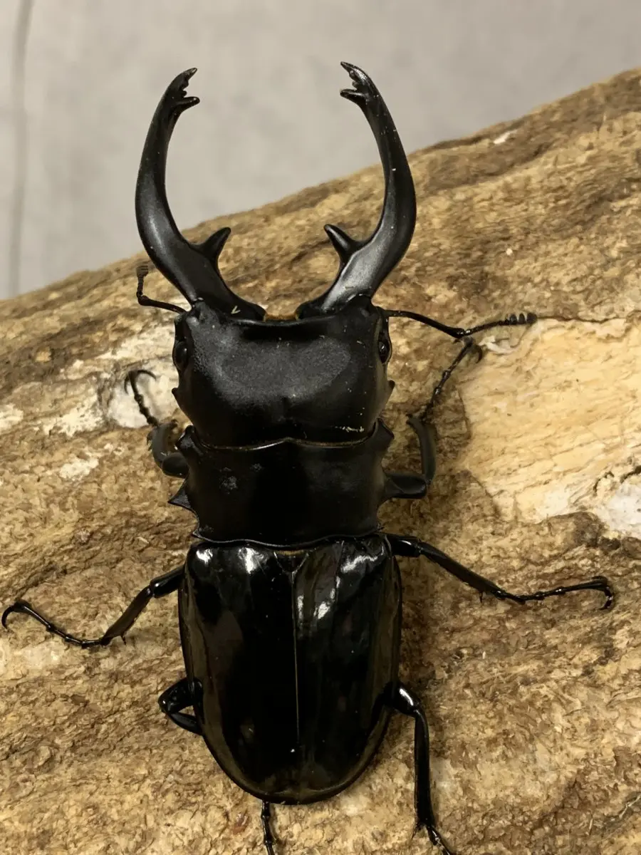 北海道産 ミヤマクワガタ 大型71.8㎜含む ♂45匹♀45匹 - 虫類