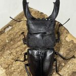 カマリネスオオヒラタ １００ミリペア - クワガタ横丁