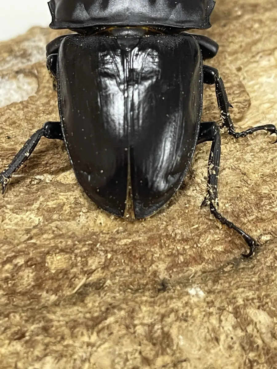 新潟県産 天然 ワイルド オオクワガタ ペア♂５８㎜ ♀３７㎜ ♀の羽出画像有り 即決有 - 虫類