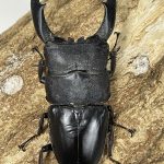 カマリネスオオヒラタ １０２ミリペア - クワガタ横丁