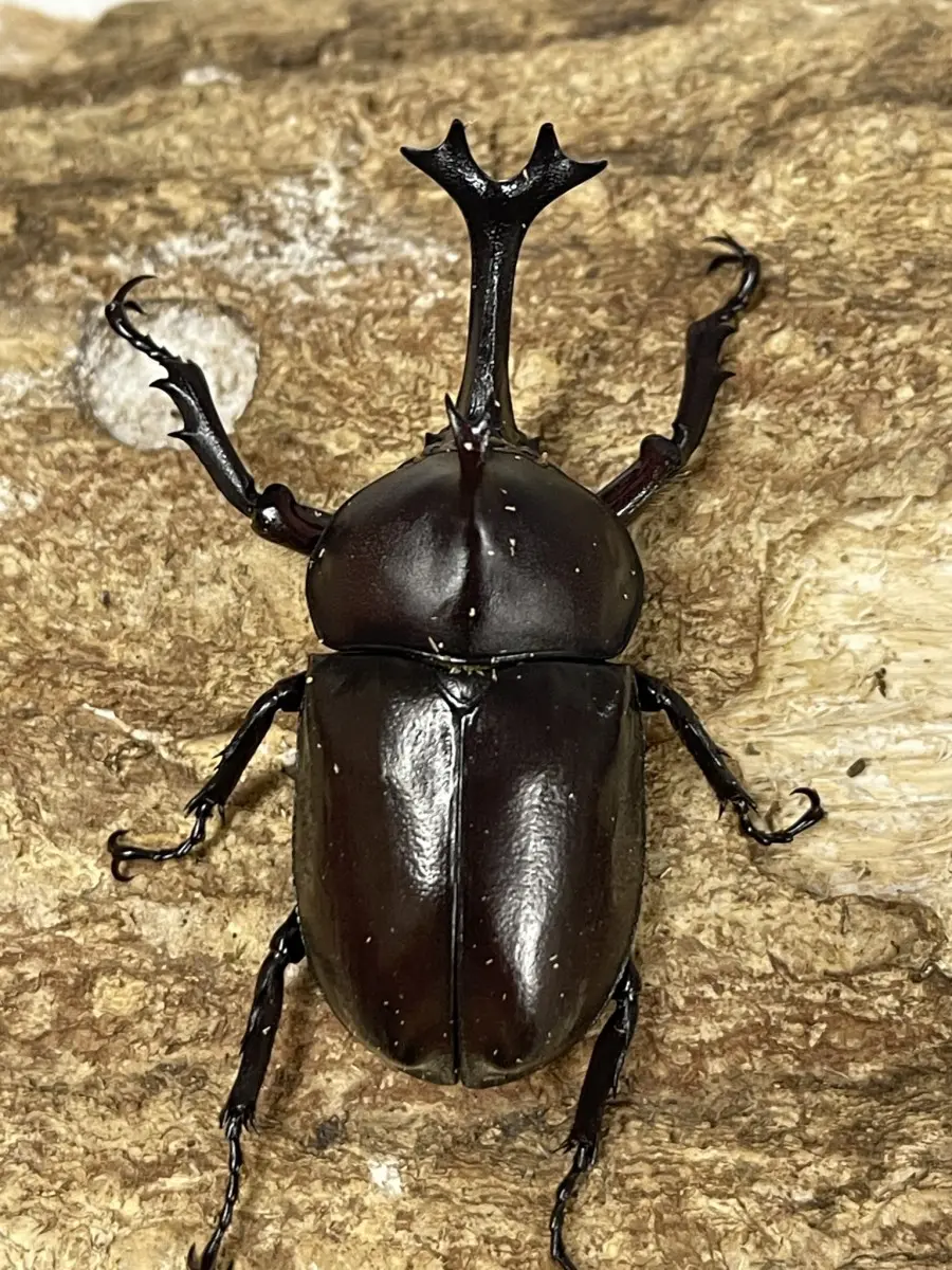 カブトムシ サイズフリーペア - クワガタ横丁