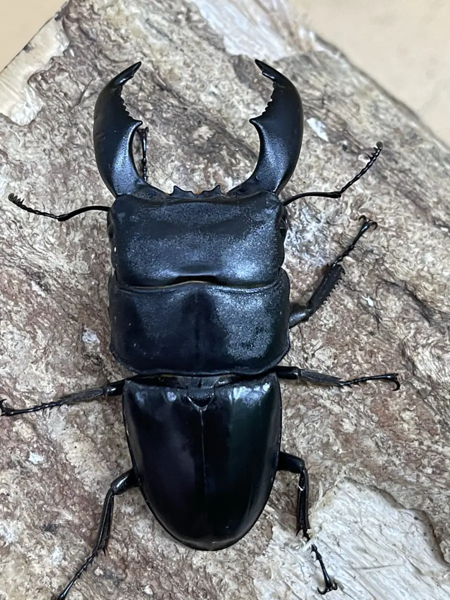 大型♂105.1 × 52.5 スマトラオオヒラタ スマトラ クワガタ成虫 - 虫類