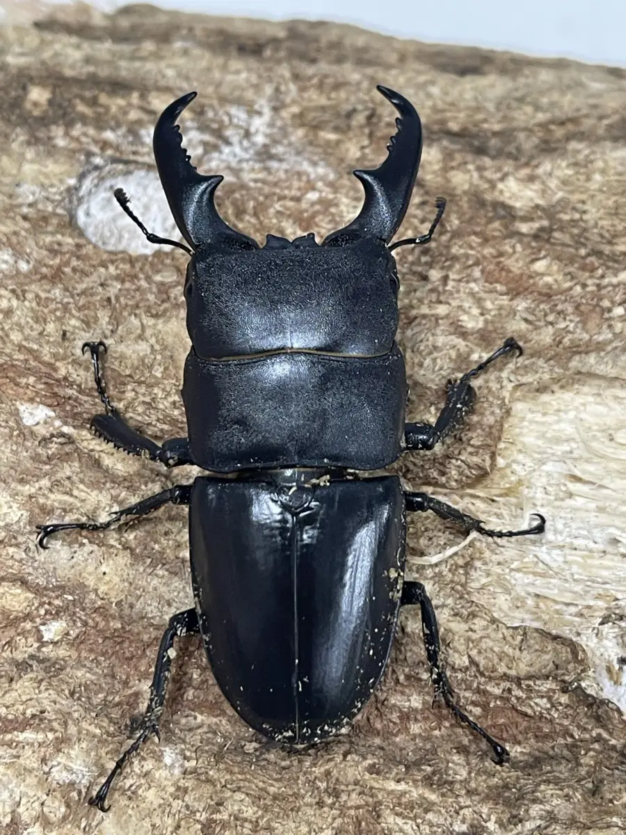 ヒラタクワガタ ☆富山県産☆天然☆♂15匹♀12匹☆最大♂58mm♀32mm - 虫類