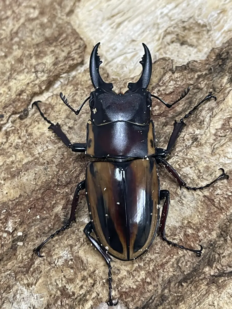 103 × 54 スマトラオオヒラタ スマトラ クワガタ成虫 クワガタ幼虫 - 虫類