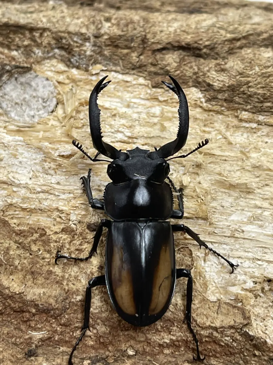 昆虫標本【世界のクワガタ】Rhaetulus （シカクワガタ