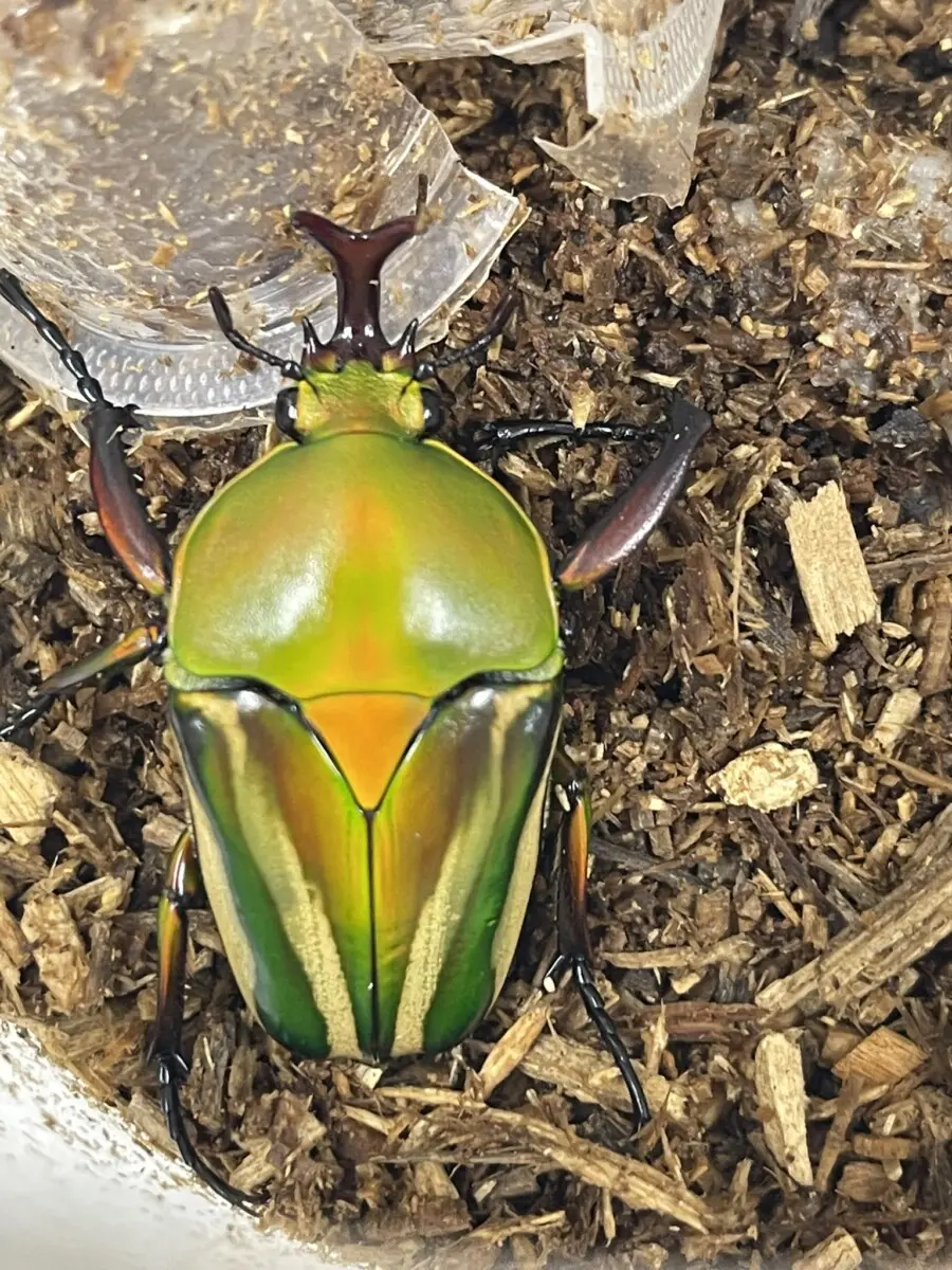 ⑦ 昆虫標本 ドイツ箱入り 外国産 カナブン ハナムグリ - 科学、自然