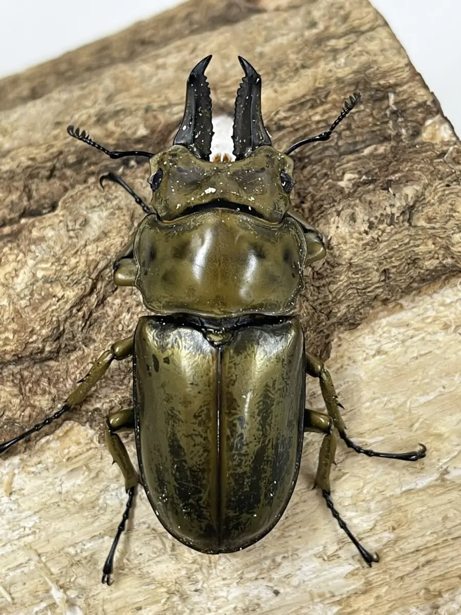 ローゼンベルグオウゴンオニクワガタ♂７２．６ミリペア 現地材飼育品 