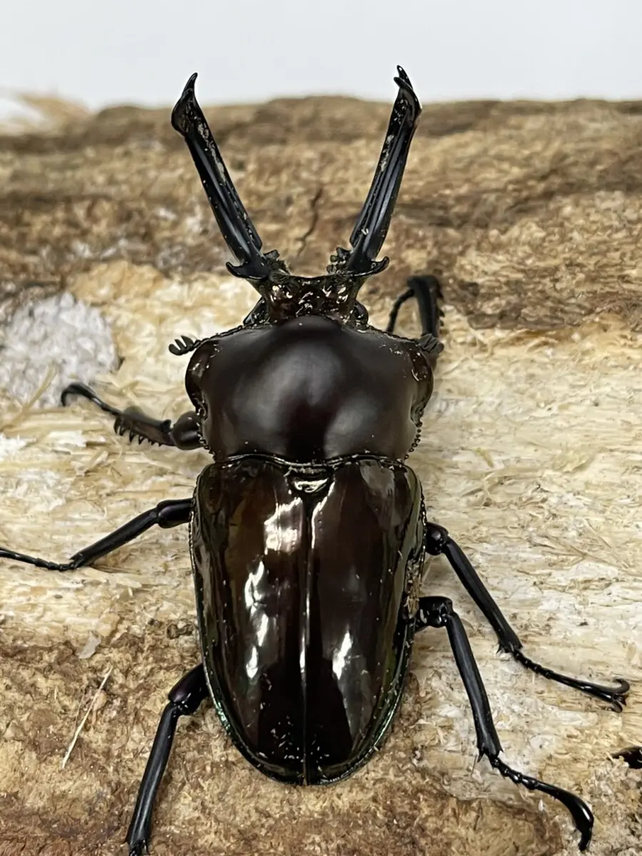 ニジイロクワガタ ５９ミリペア特殊カラー - クワガタ横丁