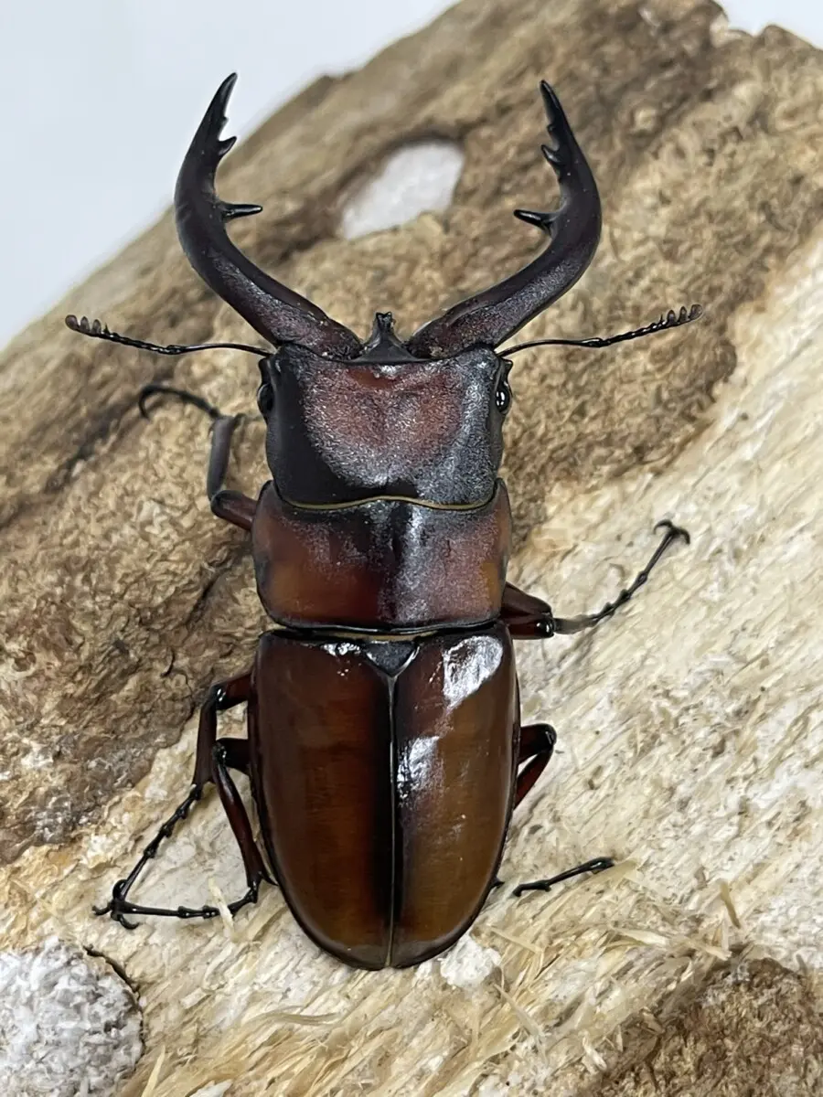 トカラノコギリ 悪石島 ６６ミリペア - クワガタ横丁